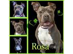 Adopt Rosa a Staffordshire Bull Terrier, Pit Bull Terrier