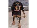 Adopt Shelby a Black and Tan Coonhound