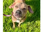 Adopt Preslee a American Staffordshire Terrier, Labrador Retriever