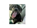 Adopt River a Catahoula Leopard Dog, Plott Hound