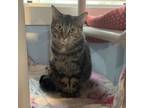 Adopt Mirage a Domestic Short Hair