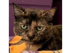 Adopt Autumn a Domestic Short Hair