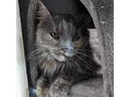 Adopt Lady Cecelia a Domestic Long Hair