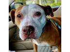 Adopt Butters aka Lucy a Pit Bull Terrier