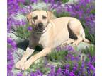 Adopt Hilly Milly a Labrador Retriever, Terrier