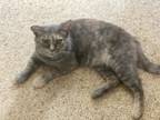 Adopt Mary a Domestic Short Hair