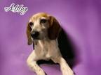 Adopt Abby a Beagle