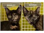 Adopt Marley & Winnie a Tortoiseshell, Tabby
