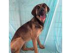 Adopt Ria a Coonhound, Mastiff