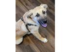 Adopt Havarti a Shepherd