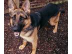 Adopt Tina a German Shepherd Dog