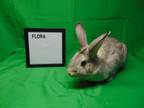 Adopt Flora a Chinchilla