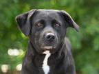 Adopt DARLA a Labrador Retriever