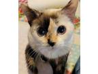 Adopt Raphaela a Siamese