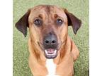 Adopt Coco and Chanel a Hound, American Staffordshire Terrier