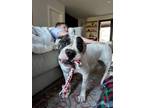 Adopt Gina a Pit Bull Terrier