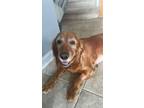 Adopt Scarlet a English Cocker Spaniel