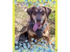 Adopt Bella Louise - Forget Me Not Promo - Foster to Adopt a Hound, Mixed Breed