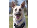 Adopt Mimosa - Foster to Adopt a White German Shepherd, Mixed Breed