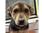 Adopt Maya Pup 4 a Shepherd, Smooth Collie