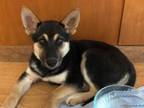 Adopt Olive a German Shepherd Dog, Siberian Husky