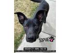 Adopt Sophie a Black Labrador Retriever