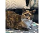 Adopt Sunshine a Dilute Calico