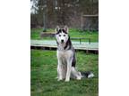 Adopt Storm a Siberian Husky