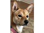 Adopt Joey a Shiba Inu, Corgi