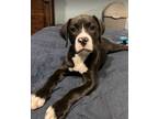 Adopt Eagle a Mixed Breed