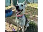 Adopt Baddy a Husky, Shepherd