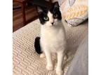 Adopt Match & Point a American Shorthair