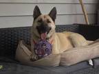 Adopt Hope a German Shepherd Dog