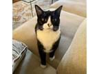 Adopt Lola (**Bonded with Leo) a American Shorthair