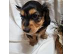 Dachshund Puppy for sale in Blairsville, PA, USA