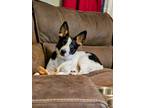 Adopt Lily a Cattle Dog, Collie