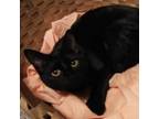 Adopt Petula Lulu a Domestic Short Hair