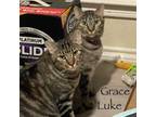 Adopt Grace & Luke (bonded siblings) a Tabby
