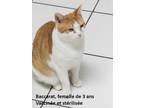 Adopt Baccarat a Domestic Short Hair