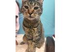 Adopt Autumn a Tabby