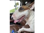 Adopt Kipo a Bull Terrier