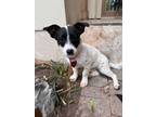 Adopt Laverne a Terrier