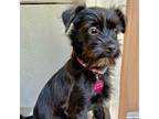 Adopt Shirley a Terrier