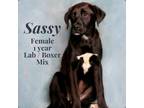 Adopt Sassy a Labrador Retriever, Boxer