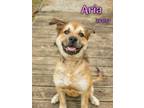 Adopt Aria - $55 Adoption Fee Special a Shepherd