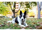 Adopt Kinsey a Canaan Dog