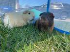 Adopt Meg and Cupcake a Guinea Pig