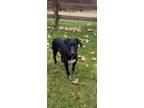 Adopt Lacy a Labrador Retriever, Pointer