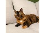 Adopt Molly a Domestic Short Hair