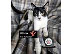 Adopt Cora a Domestic Short Hair